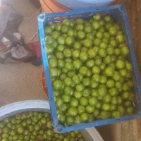 آلوچه خوشمزه وآبدار