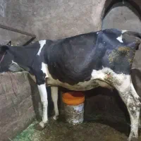 شنگول شکم اول .زاییده.سالم وخوشخوراک ۱۴کیلو شیر