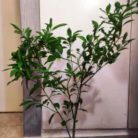 نهال(درختچه )لایم کوات ۵ساله