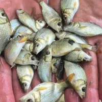 فیتوفاک کپور وماهی های پرورشی|ماهی|یزد, |دیوار