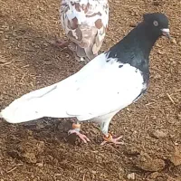 کله سیاه