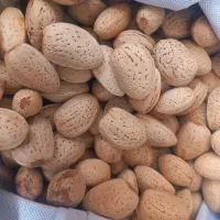 بادام تلخ