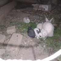 فروش بچه خرگوش