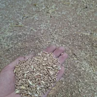 گندم|خدمات باغبانی و درختکاری|علی‌آباد کتول, |دیوار