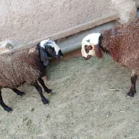 ۲ راس بره نر
