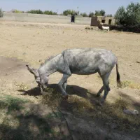 فروش فوق‌العاده الاغ