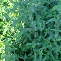 نعنا گل دار