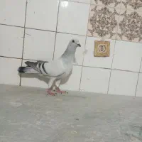 کفتر شامی کلاغ سار پرشی