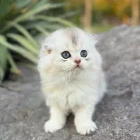 توله گربه اسکاتیش لانگ هیر چشم زمردی عروسک