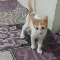 بچه گربه سه ماه