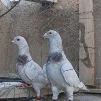 کبوتر پیازی اصیل