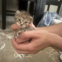 گربه کوچک