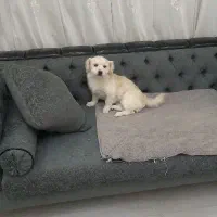 سگ آپارتمانی