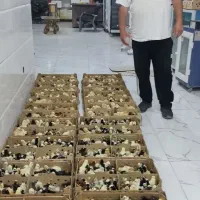 فروش عمده جوجه یک روزه مشاوره رایگان پرورش