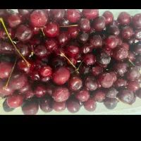 آلبالوی تازه