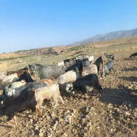 بزکهره دار داشتی  کهره