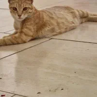 گربه