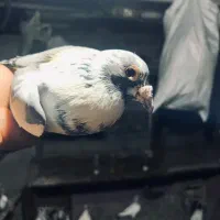 دوبر آردن نر