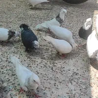 طوقی|پرنده|ایذه, |دیوار