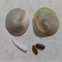 مهره قدیمی