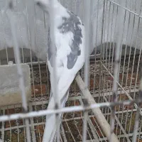 یک جفت عروس هلندی البینو دوکت اماده