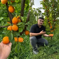 فروش نهال گلدانی بادام هلو البالو انار انگور هلو