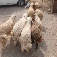گوسفند۱۰عددکاورنر