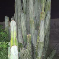 پریانوس غول پیکر