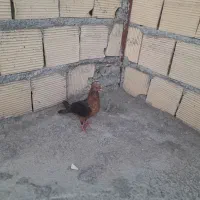 کفتر سرحال
