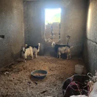 یک عدد بز دوقلو زا ودو عدد تیشتر