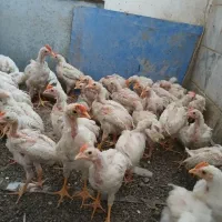 جوجه ی واکسن خورده