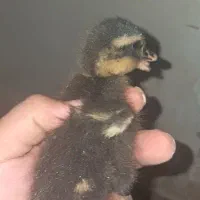 جوجه اردک کله سبز اخضیری پروازی