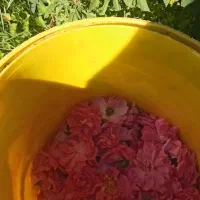 گل سرخ درجه یک