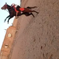 اسب|اسب و تجهیزات اسب‌سواری|پیشخور, |دیوار
