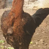 مرغ لاری
