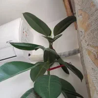 گل شاداب