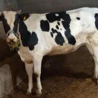 گاو نوبر