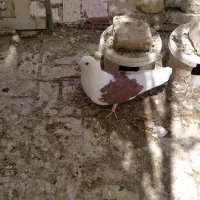 نر دوکت