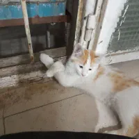 گربه خونگی 4 ماهه