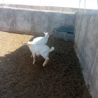 بزو کهره سانن