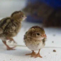 جوجه بلدرچین 3 روزه