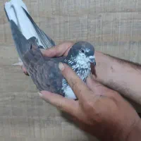 کبوتر