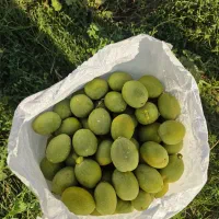 گردو درجه۱