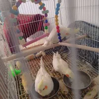 جفت لوتینو همراه با۱جوجه وسه تاتخم