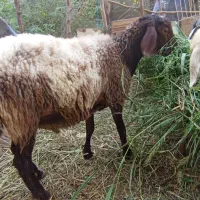 بره‌نر