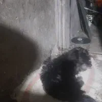 سگ پشمالوپاکوتاه فروشب