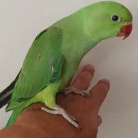 جوجه طوطی ملنگو