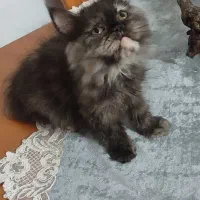 بچه گربه