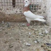 کفتر رنگه جوان هوای