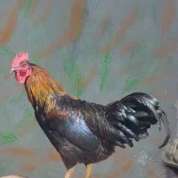 خروس